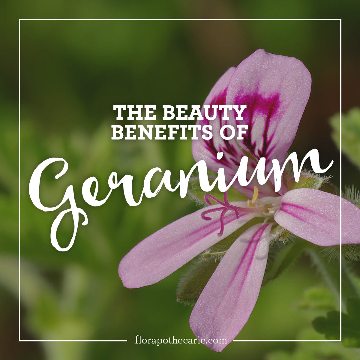 Ingredient Love: Geranium